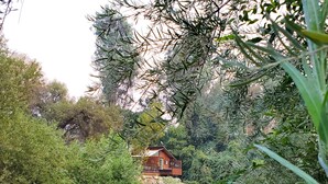 Una cabana envoltada de vegetació abundant i un estany tranquil.