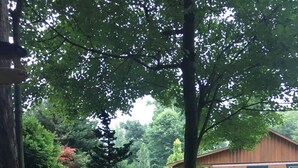 A garden with a wooden cabin, surrounded by trees and various plants. - Your Mayberry Get-a-Way Cabin- Only 6 miles from Downtown Mount Airy (Mount Airy)