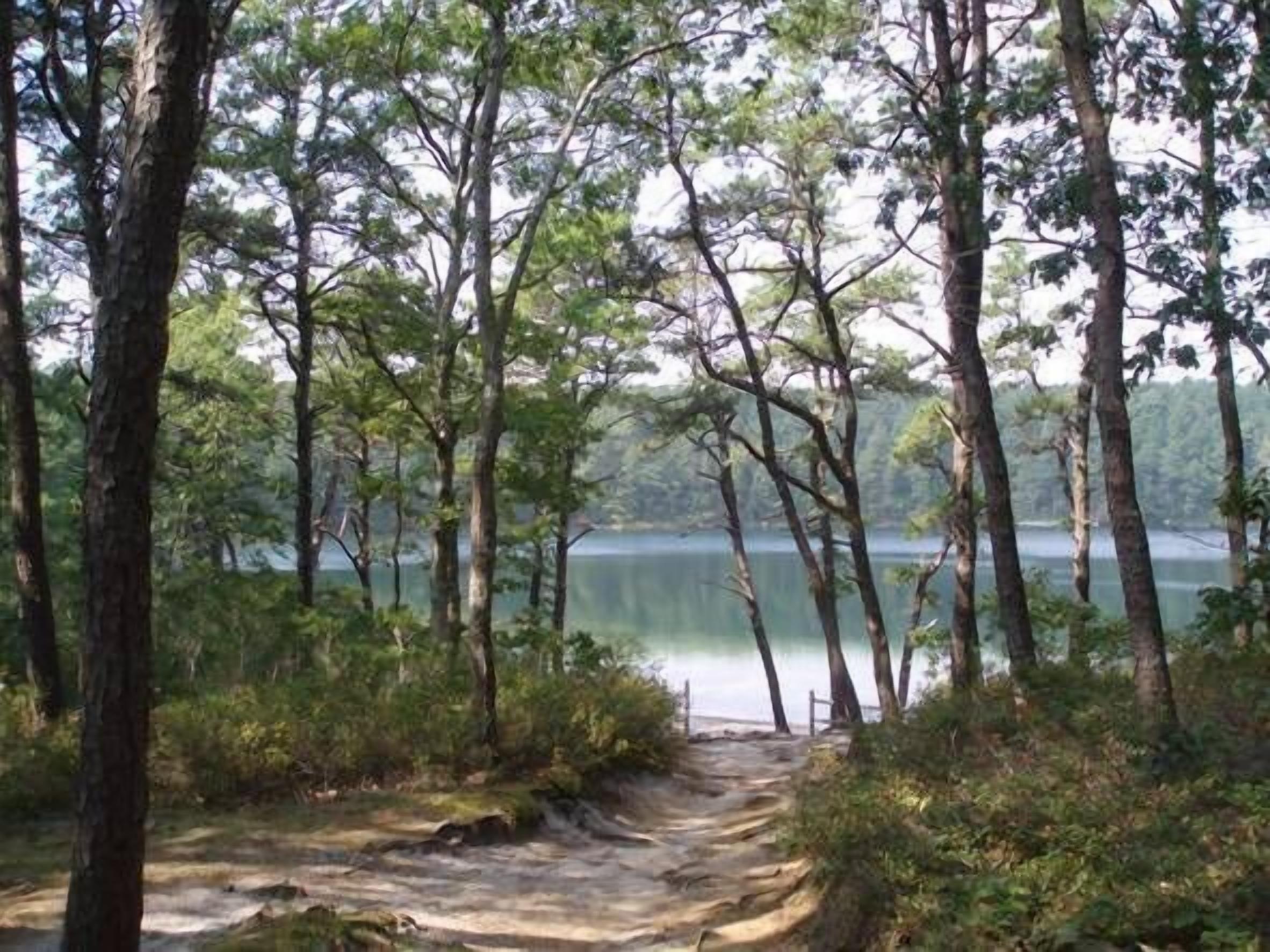 A forested area with a dirt path leading to a lake.
