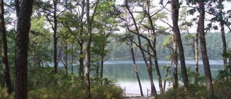 A forested area with a dirt path leading to a lake.