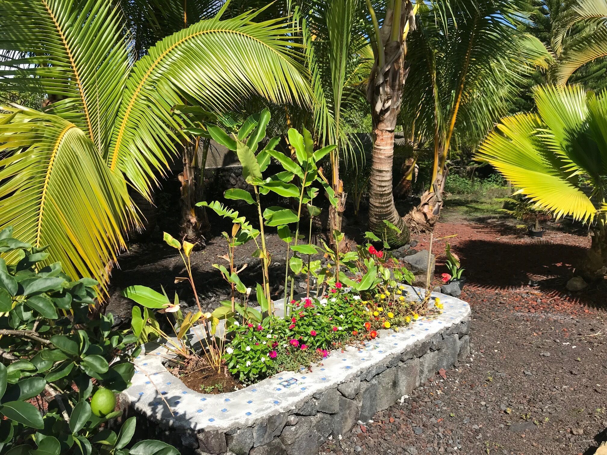 Flower bed behind the pool, it should have heliconia in the summer. 