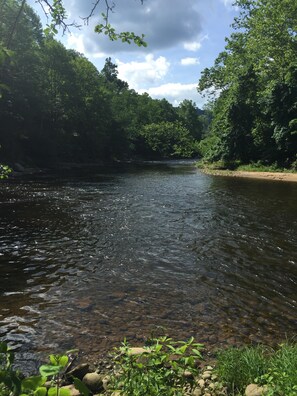 Um rio cercado por vegetação densa e árvores.