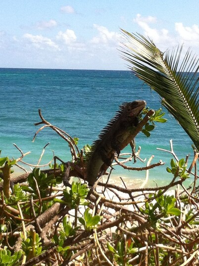 Toe's in the Sand-2 bed / 2 bath seaside condo - beach and pool.