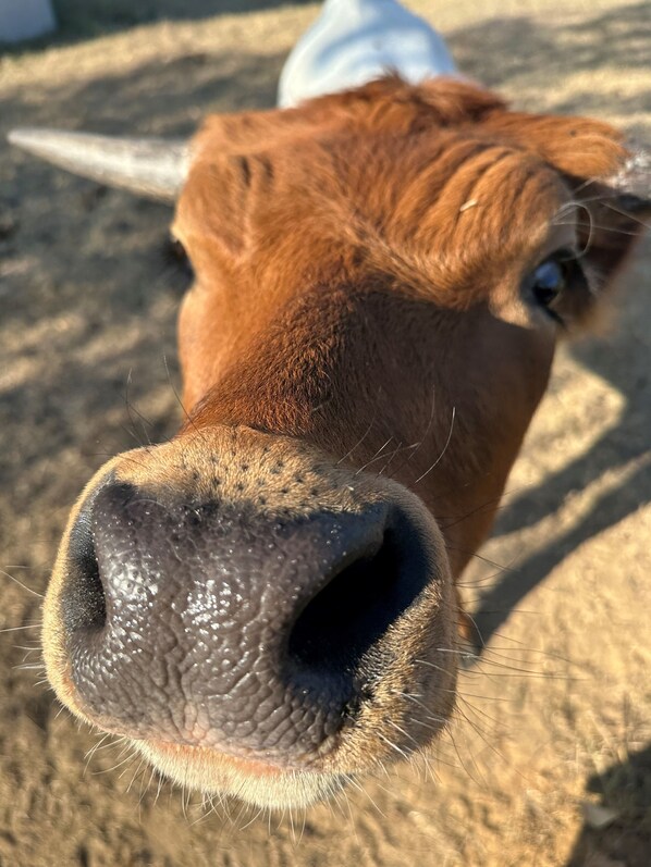 Primer plano de la nariz y la boca de una vaca marrón.