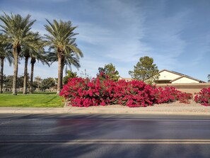 Property grounds - Villages - Luxury holiday home (Maricopa)