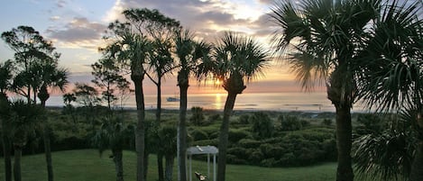 A grassy area with palm trees and a gazebo.