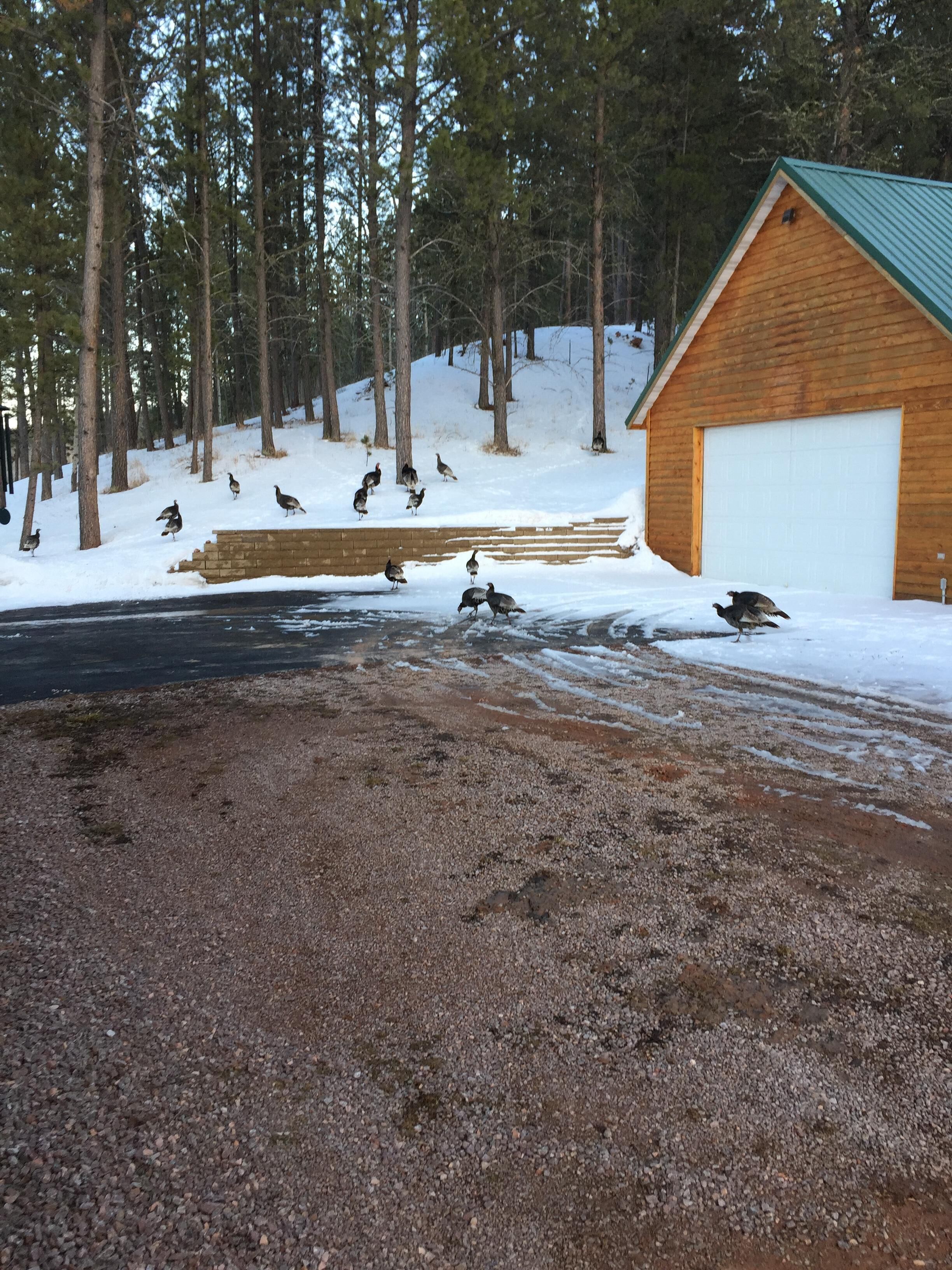 Un camino de grava conduce a una cabaña de madera con garaje, rodeada de terreno cubierto de nieve y altos árboles.