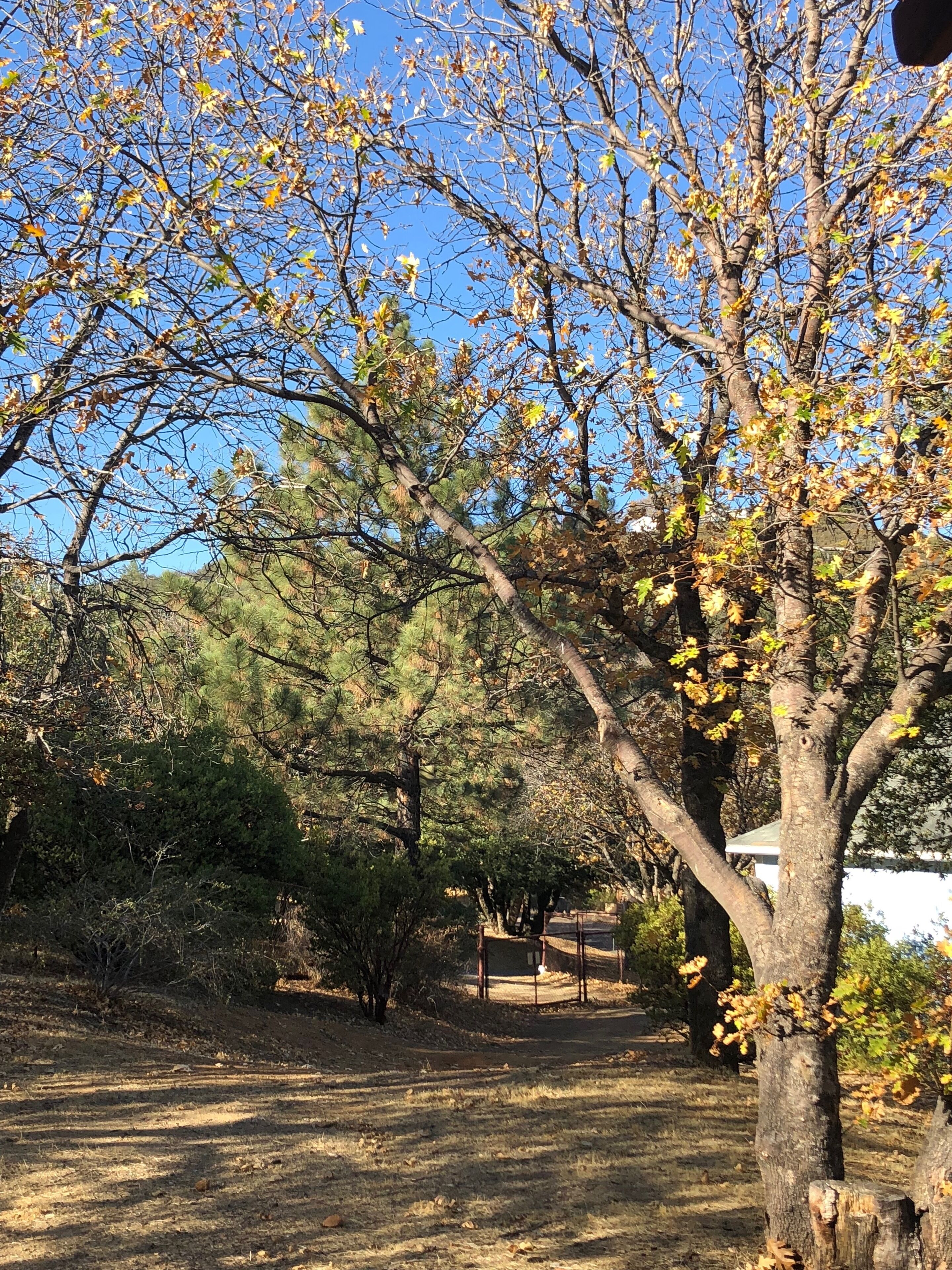 A park with a variety of trees, including a prominent oak tree with yellow leaves.