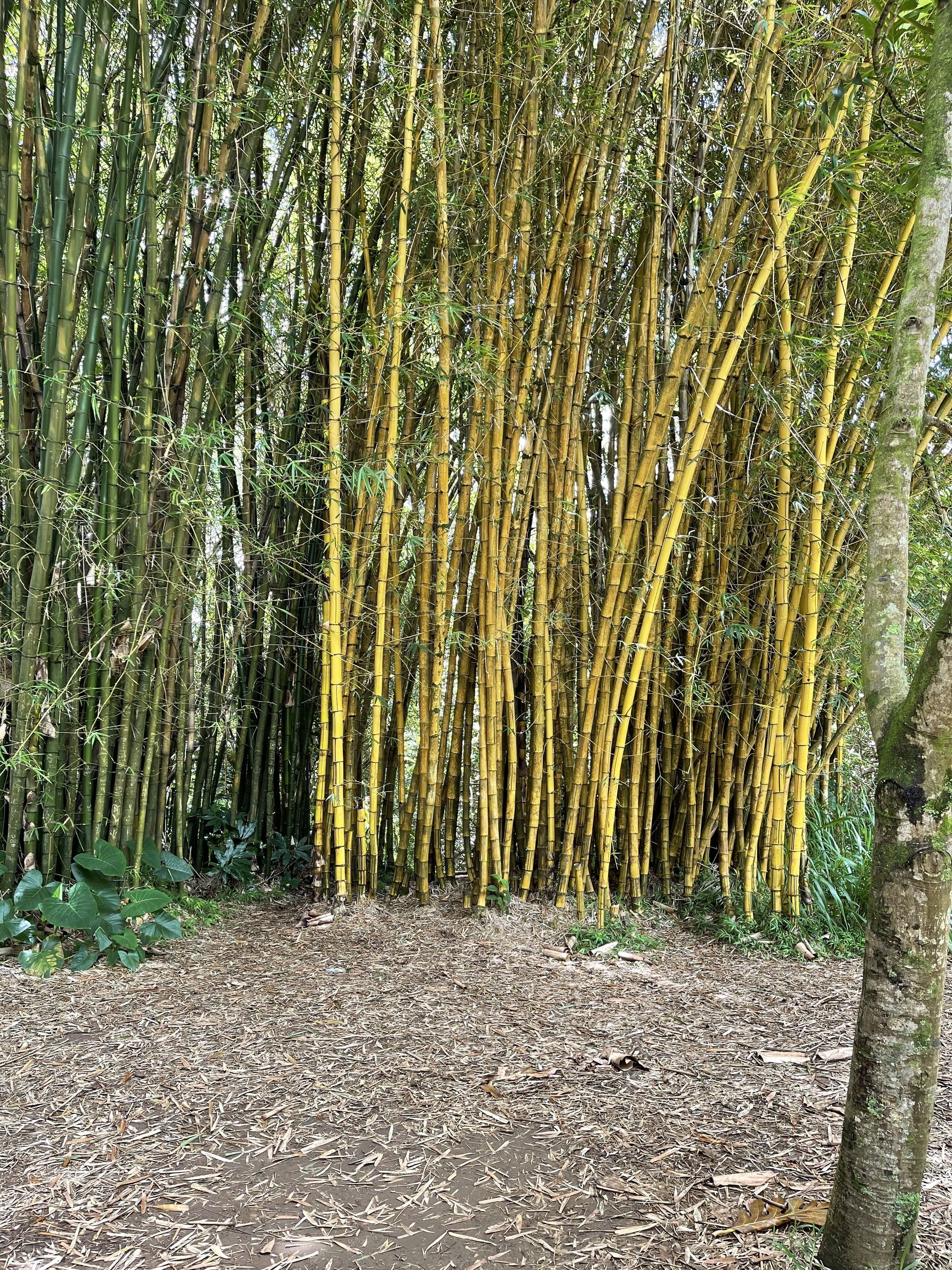 Amazing Oceanview 1-Bdrm/1-Bath Maui at Papakea Kaanapali - No Resort Fee - Photo 29