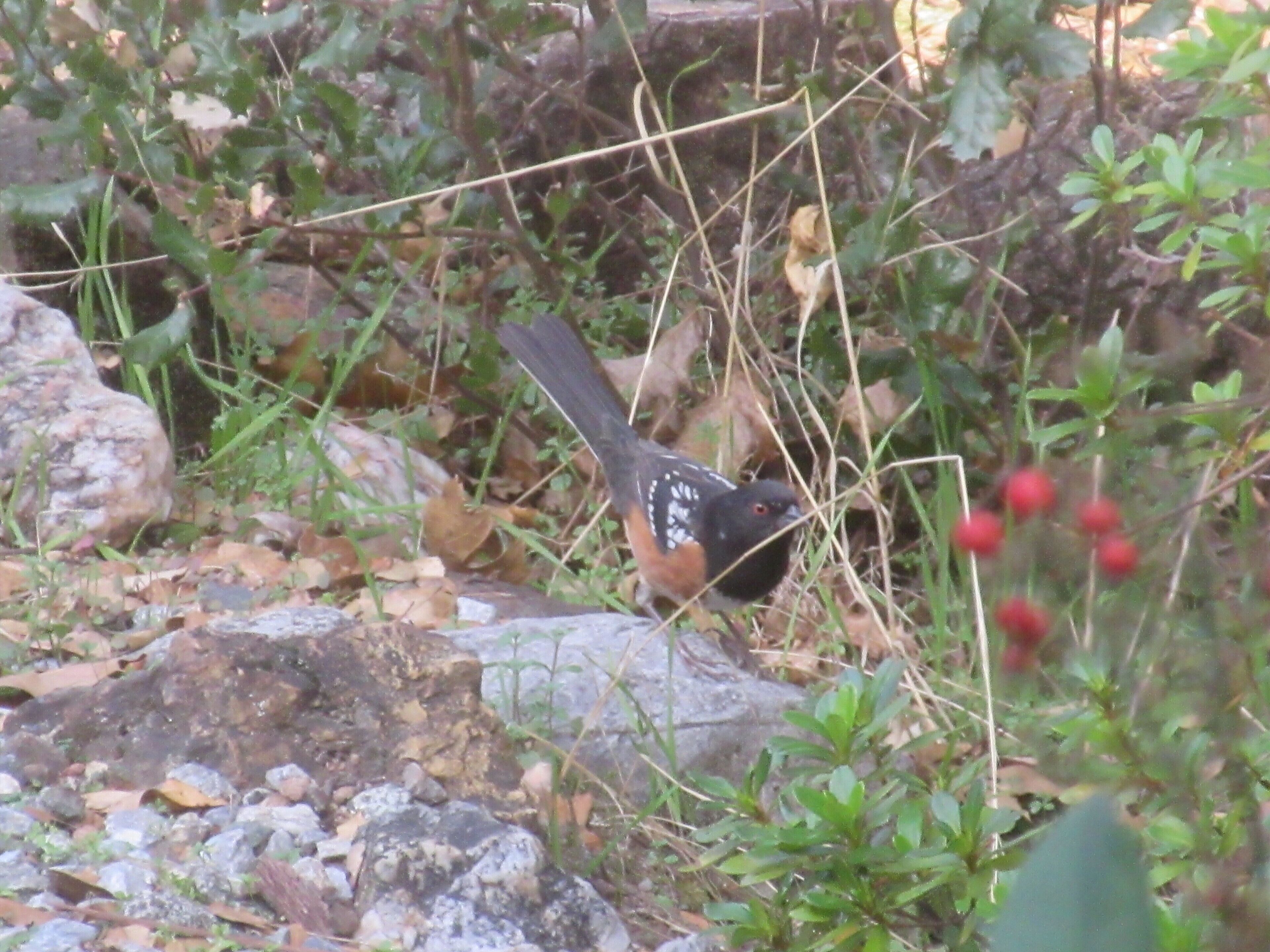 Un oiseau à la tête noire et au dos parsemé de taches blanches, reposant sur le sol, parmi les rochers et le feuillage verdoyant.