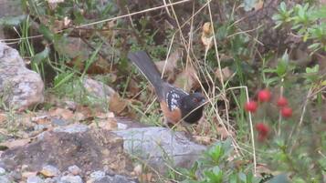 Un oiseau à la tête noire et au dos parsemé de taches blanches, reposant sur le sol, parmi les rochers et le feuillage verdoyant.