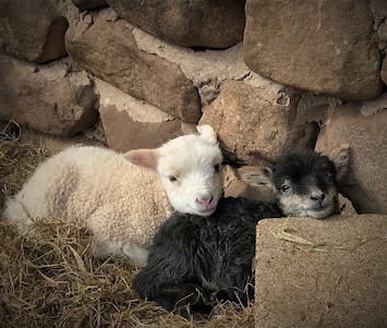 Lambs in the spring...
