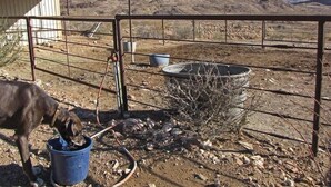 Un espace extérieur clôturé où l’on voit un chien boire dans un seau, un abri en métal et un paysage rocheux avec des montagnes en arrière-plan.