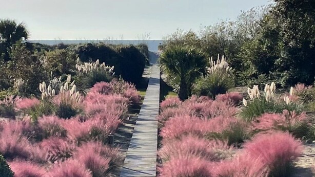 A wooden pathway leading through a garden with pink flowering plants and green shrubs.
