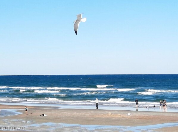A beach with people, waves, and a seagull flying.
