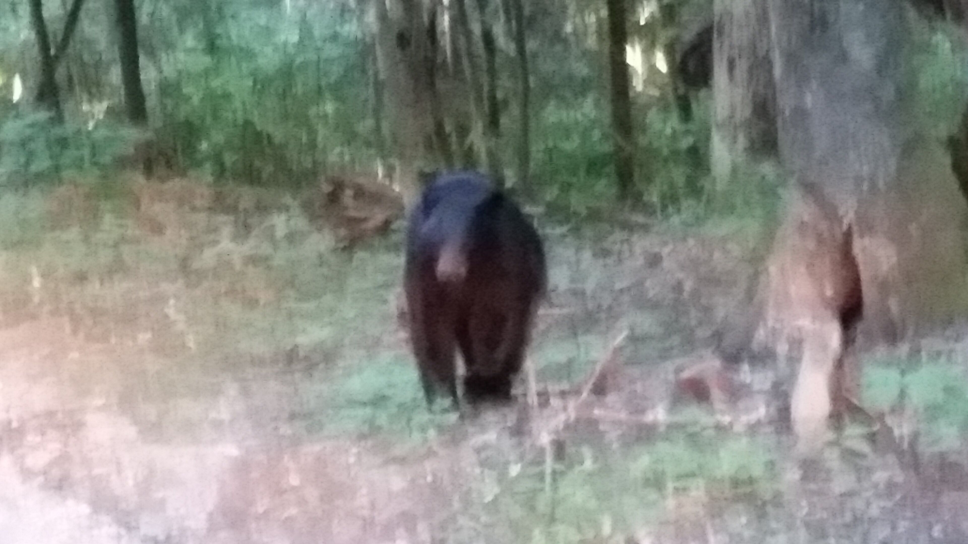 A forest scene with a bear in the foreground.