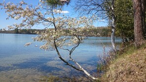 A serene lakeside scene with a tree in bloom, clear water, and a forested background. - Lakefront-Semi Rustic Cabin-8.5 acres.  Woods and lake, nature at its finest! (Frederic)
