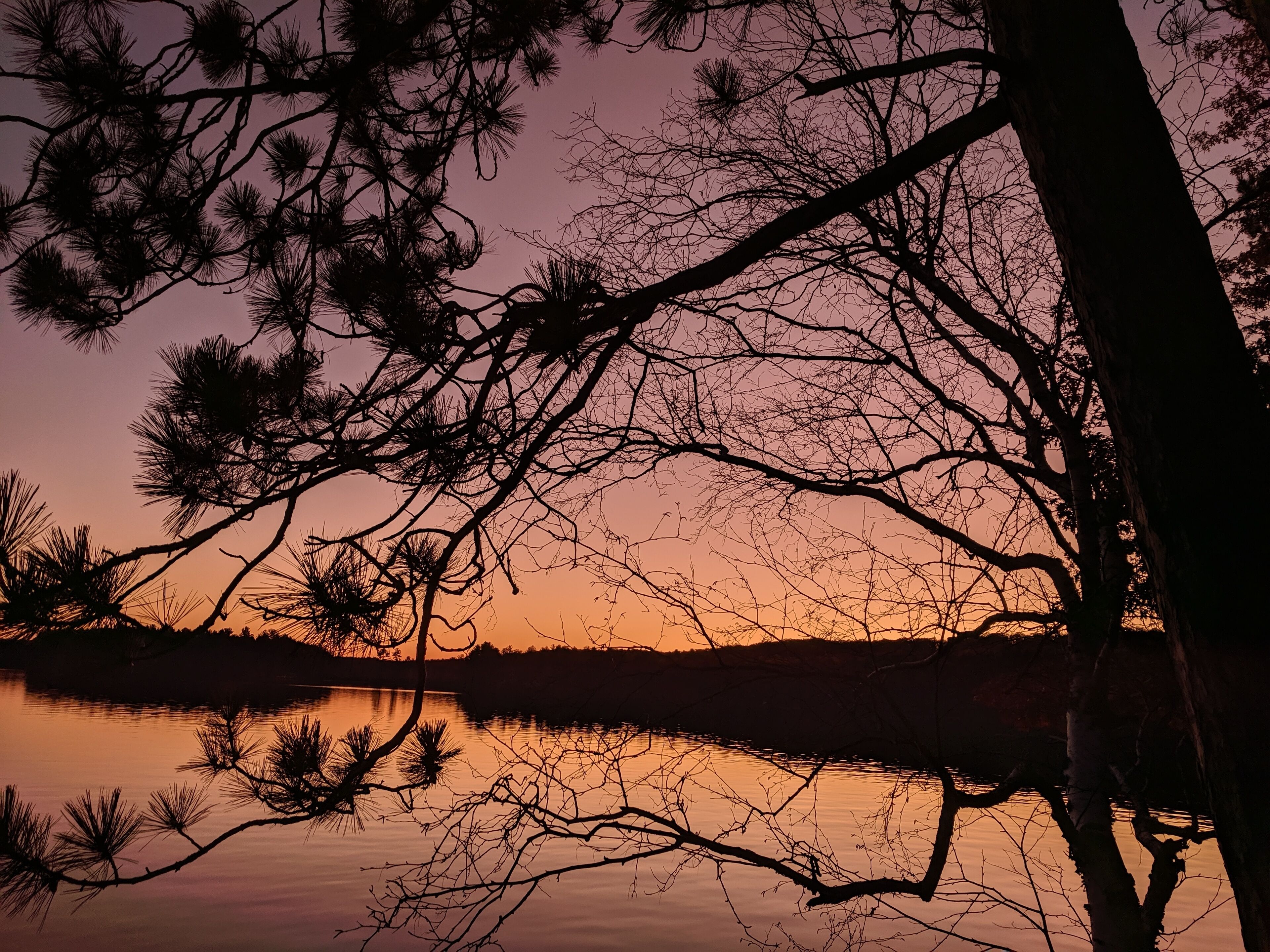 Un atardecer sobre un lago tranquilo, con siluetas de árboles y ramas.