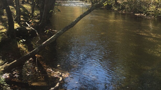 A forested area with a calm river, trees with autumn foliage, and sunlight filtering through.