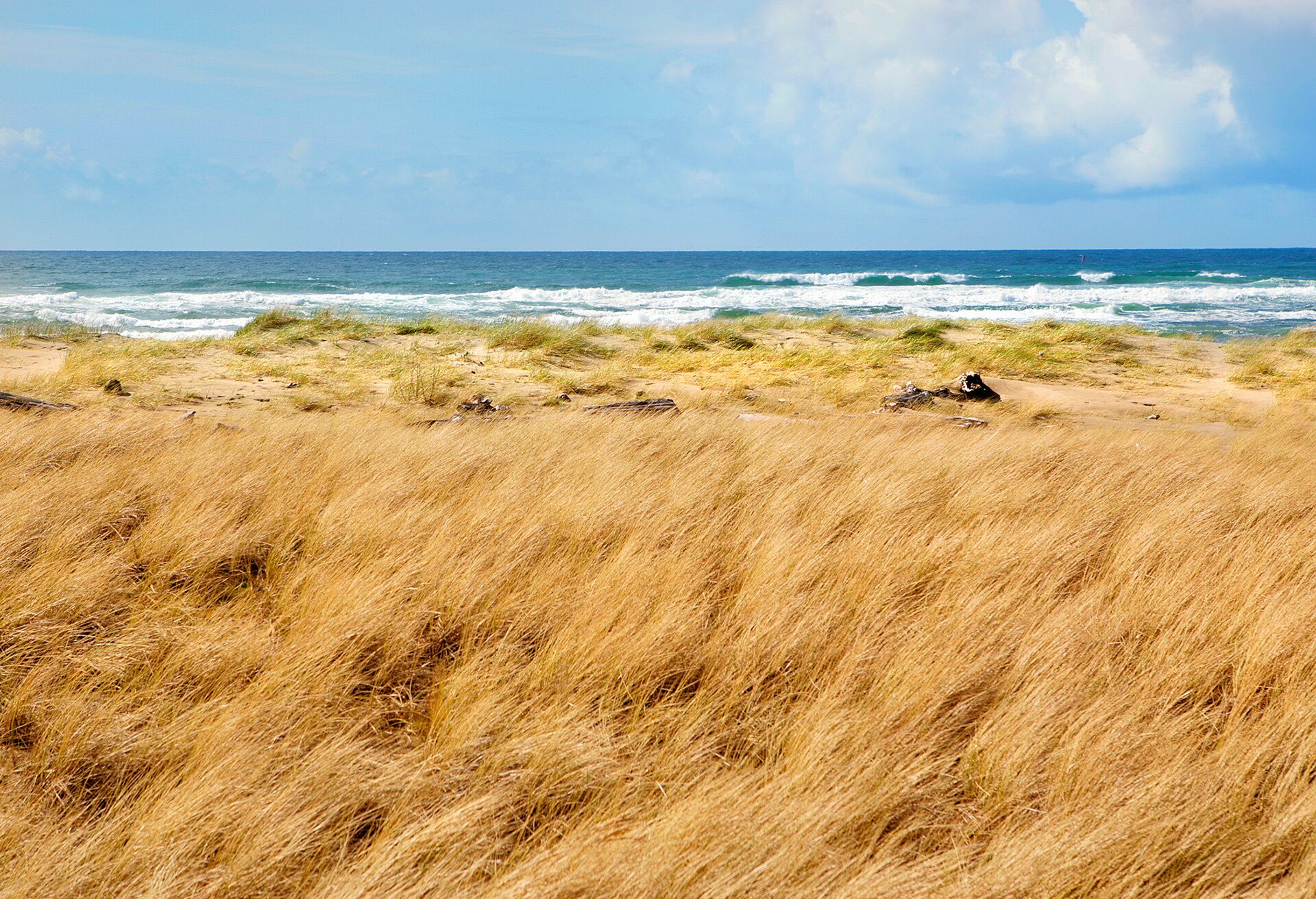 Une plage avec de hautes herbes et l’océan en arrière-plan.