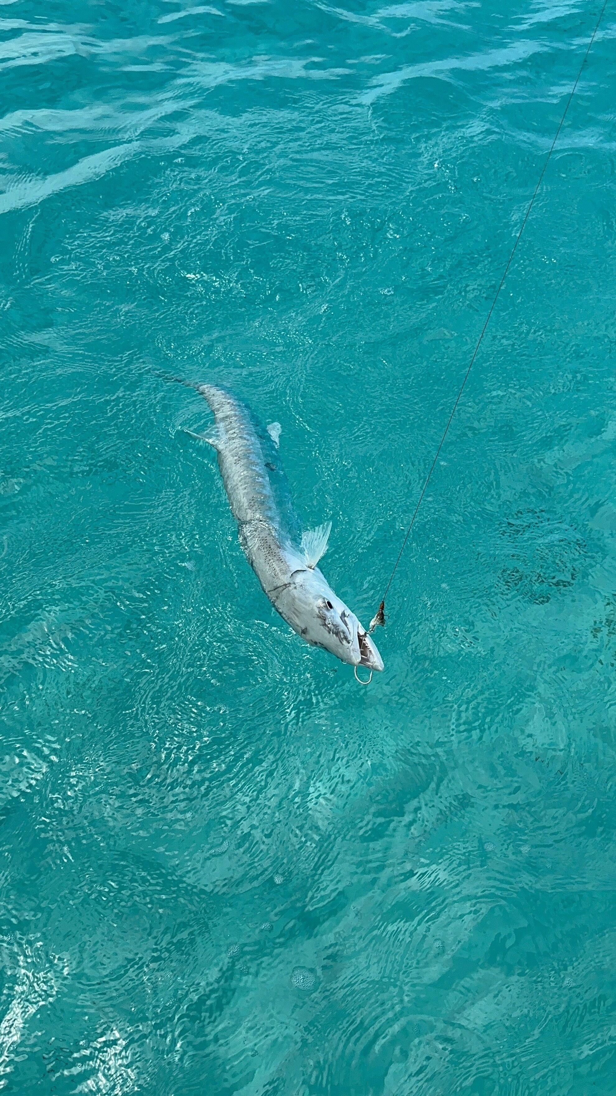 Een grote vis zwemt in helderblauw water.