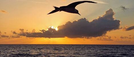 A seascape with a bird flying over the ocean during sunset.
