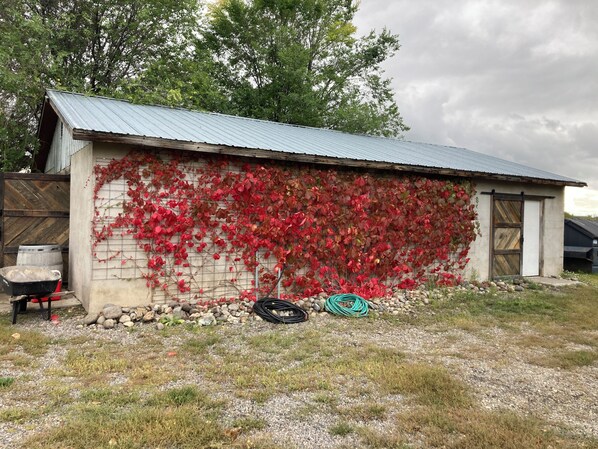 Um edifício rústico com telhado de metal, uma parede coberta por folhagem vermelha e chão de cascalho.