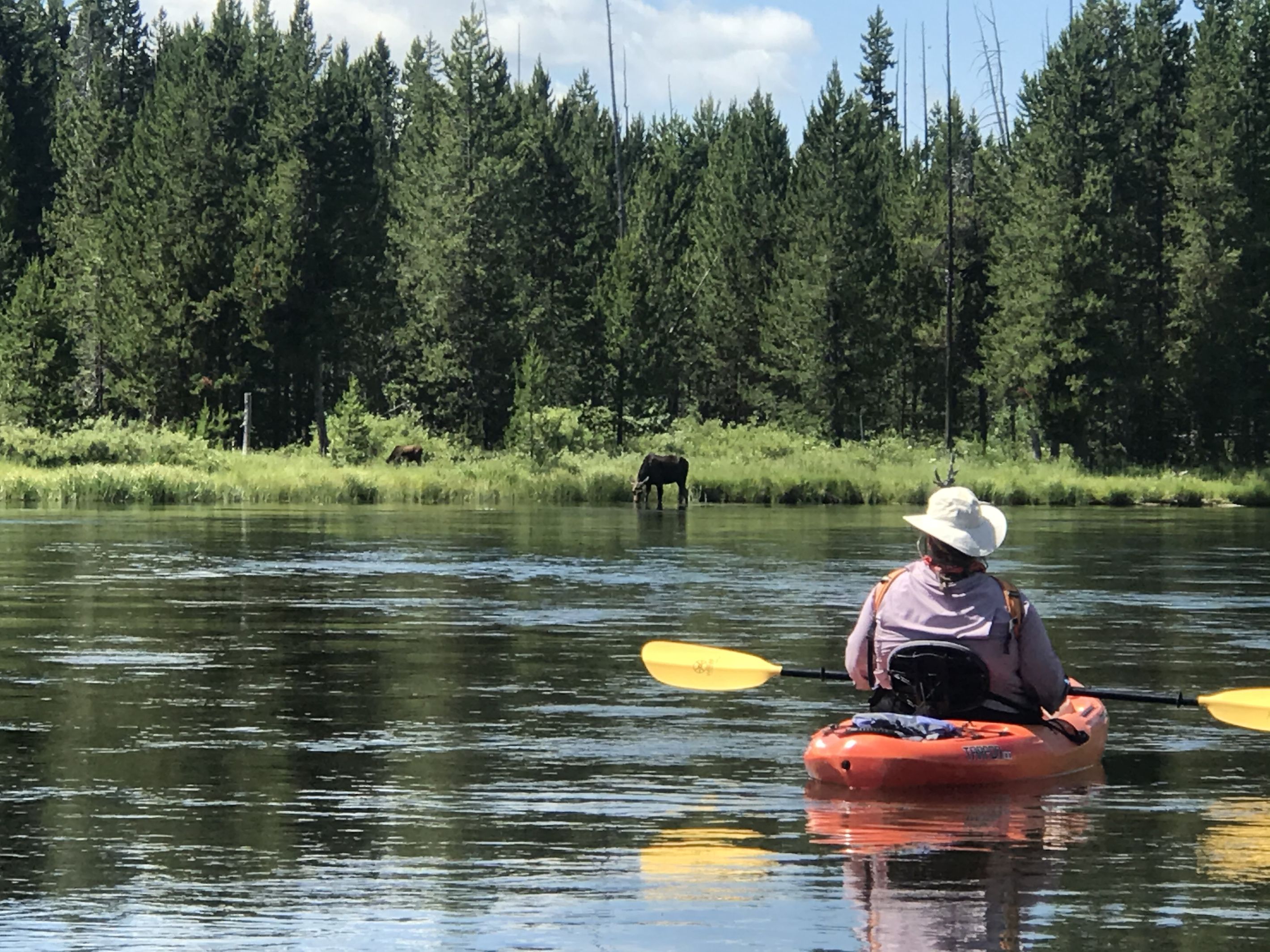 Una persona practica kayak en un río, con un bosque al fondo.