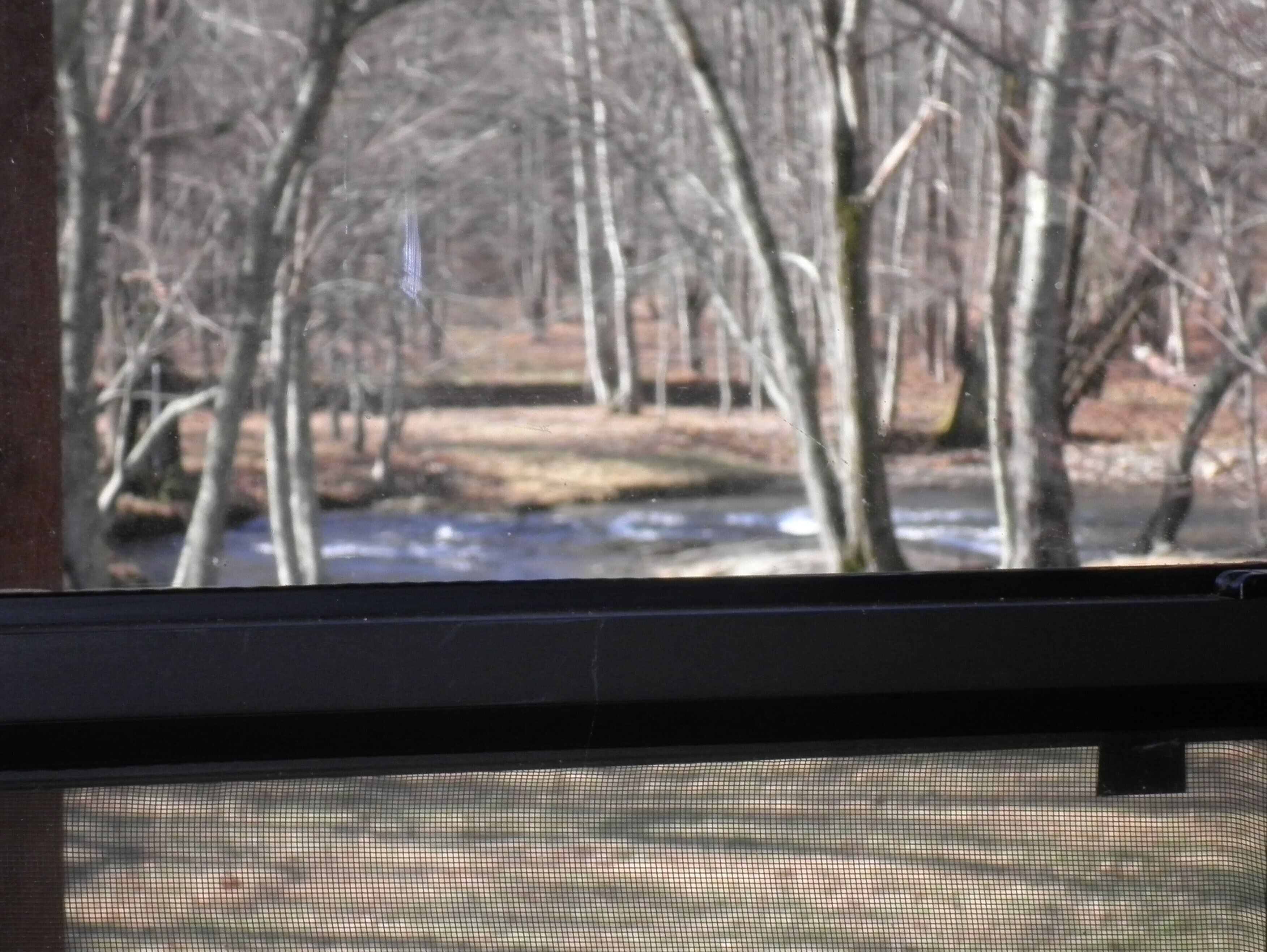 A view through a window with a mesh screen, displaying a forested area with bare trees and a stream.
