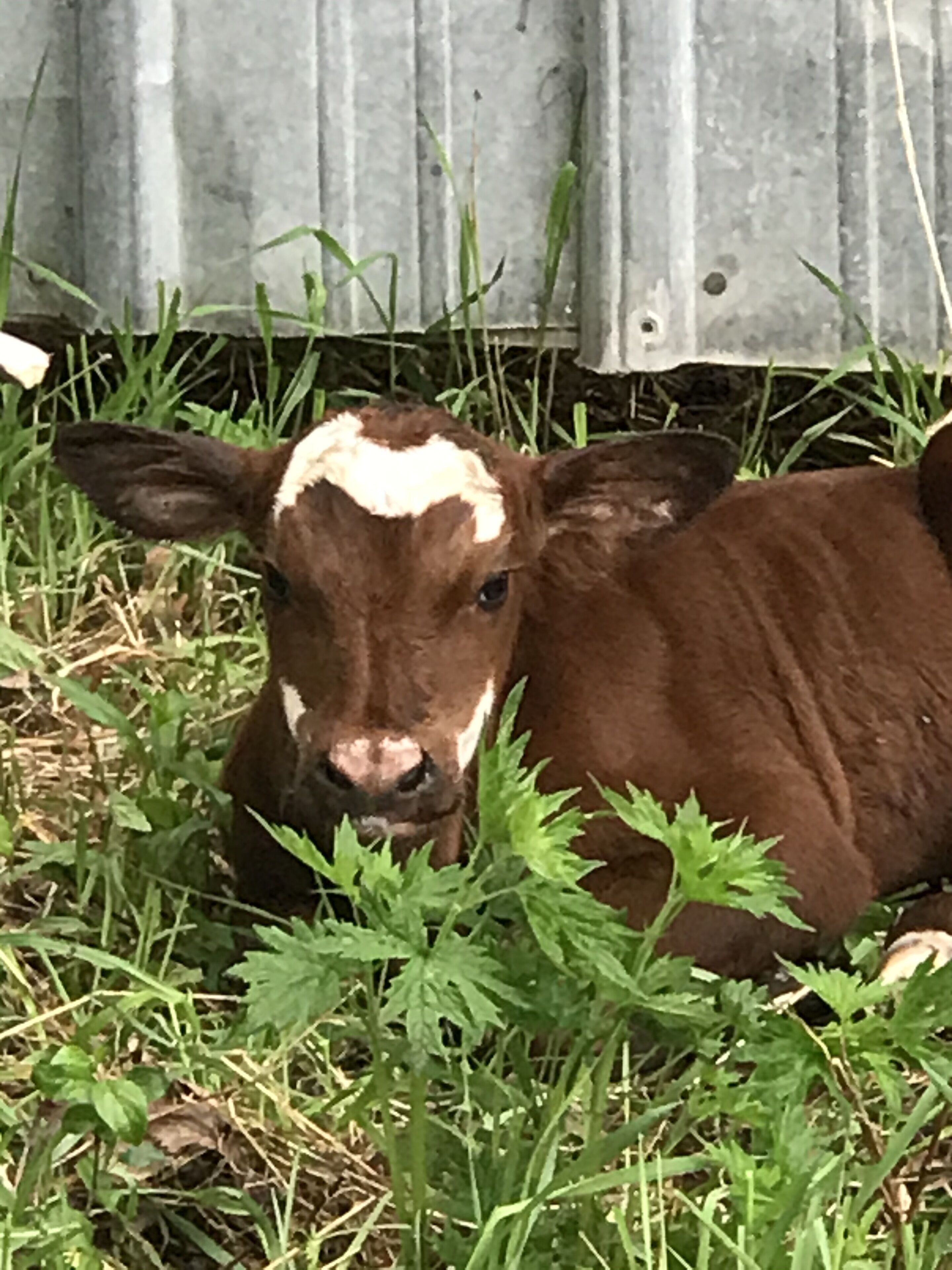 Enjoy an Old Fashion Farm Experience, Animals Included! We. Farm. Naturally.