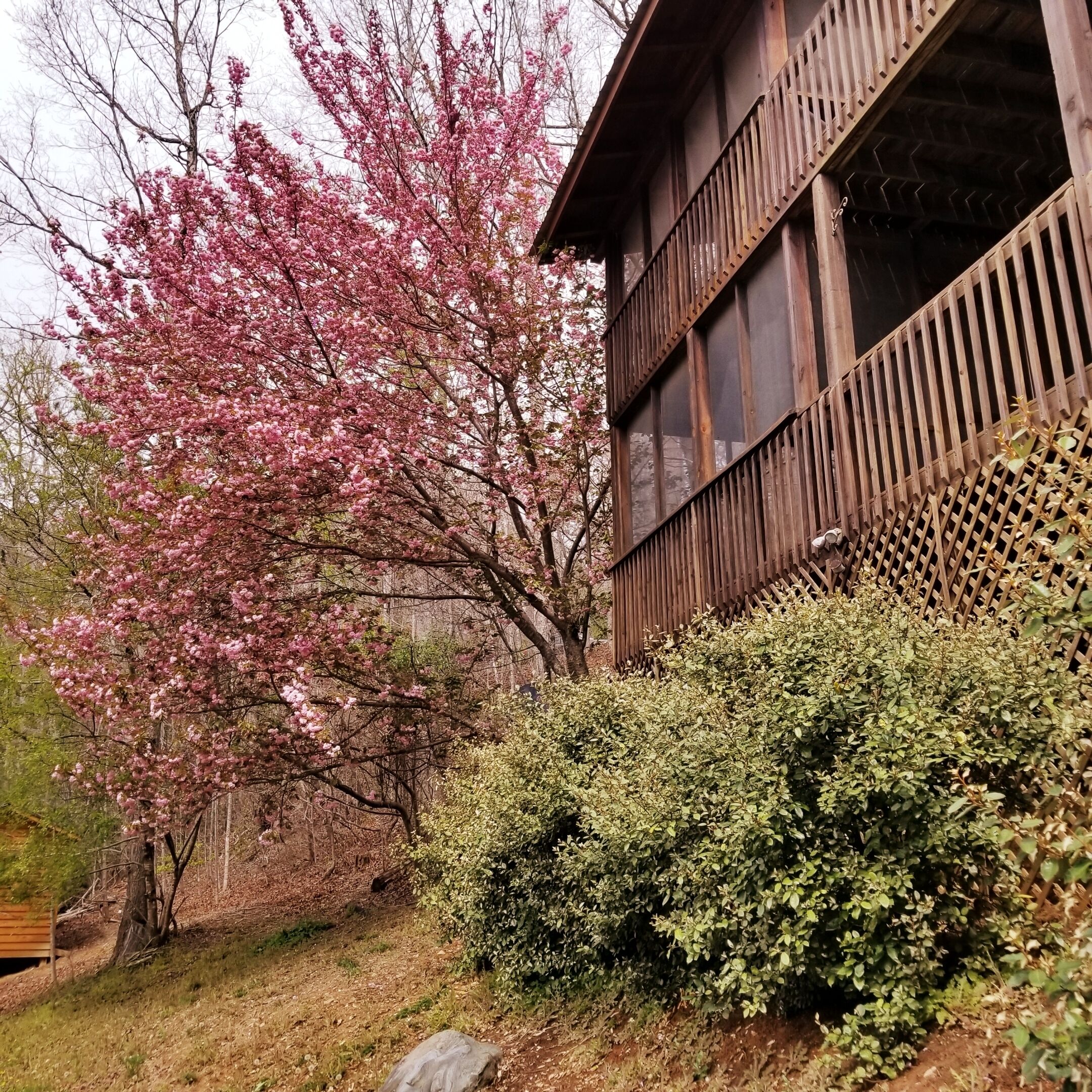 A traditional wooden building with a balcony, surrounded by lush greenery and flowering trees.