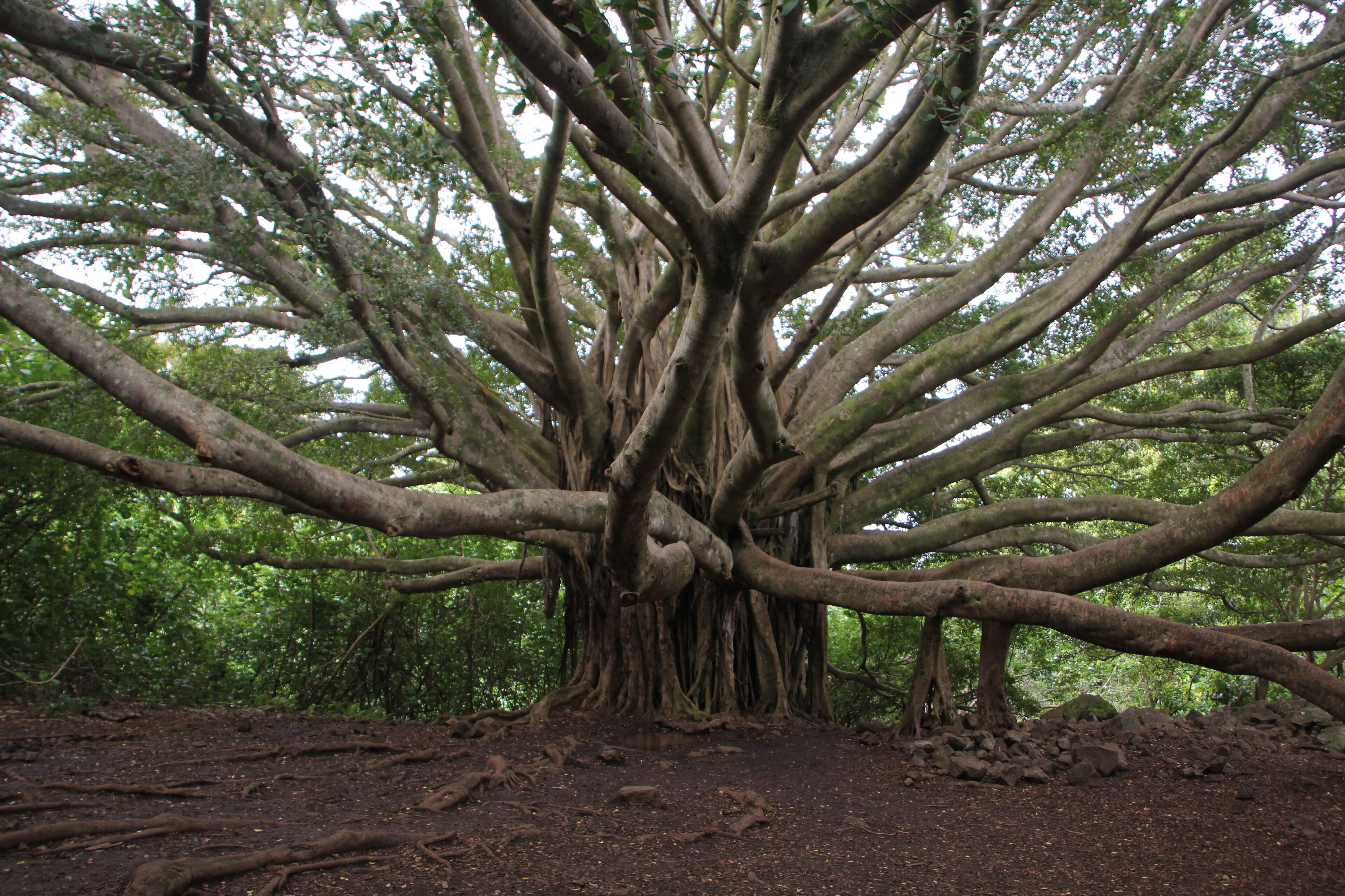 A large tree with extensive roots and branches spreading out in a forested area.