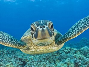 Unclassified image, 3 of 33, button