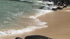 En havssköldpadda på en sandstrand, med vågor som bryter nära stranden.