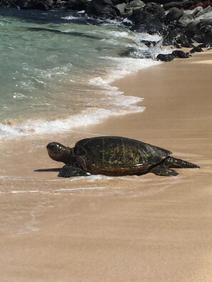 Plage, serviettes de plage