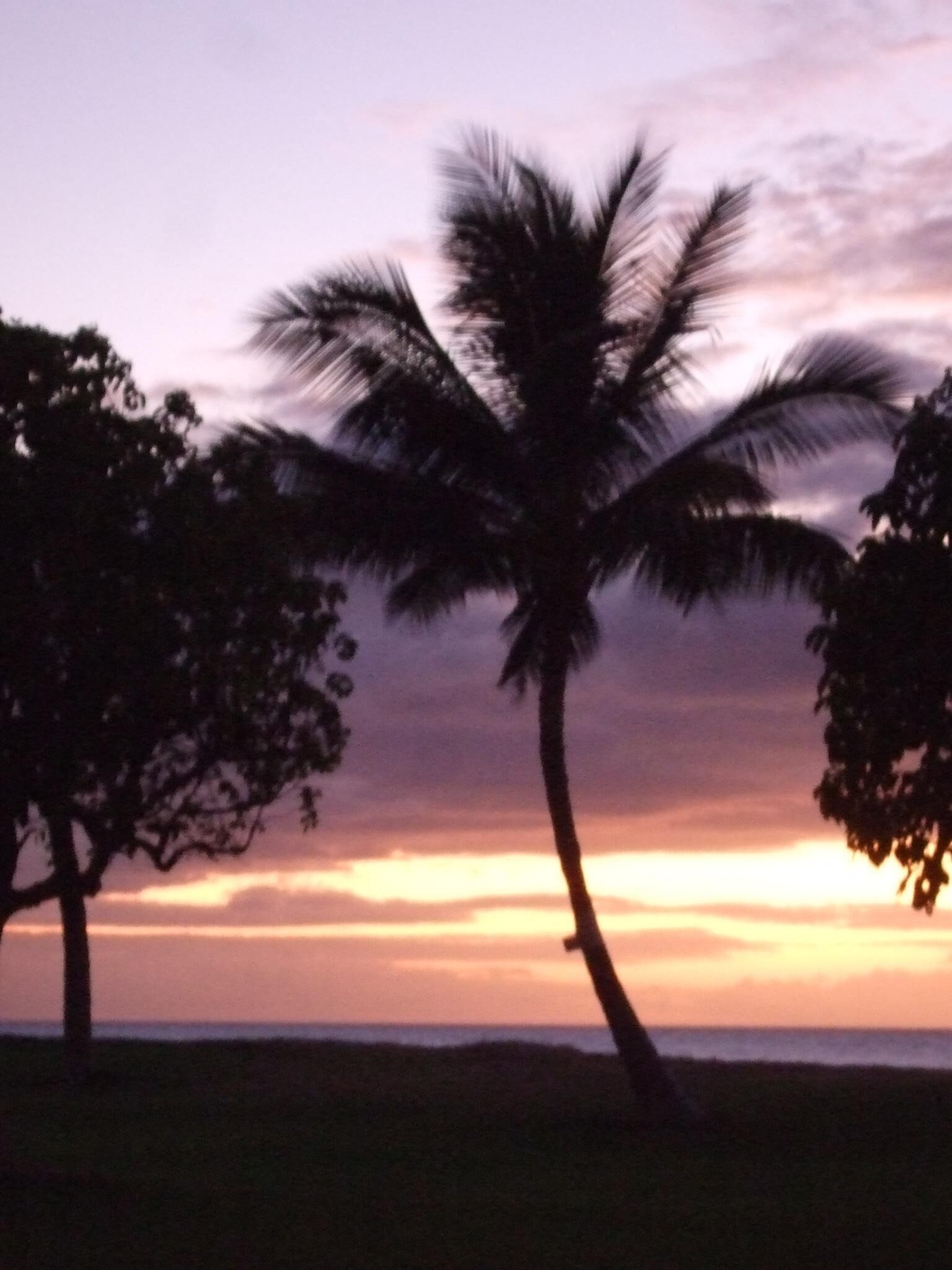 A sunset with palm trees silhouetted against the sky.