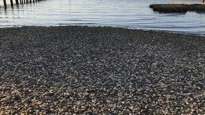 在海滩、沙滩椅