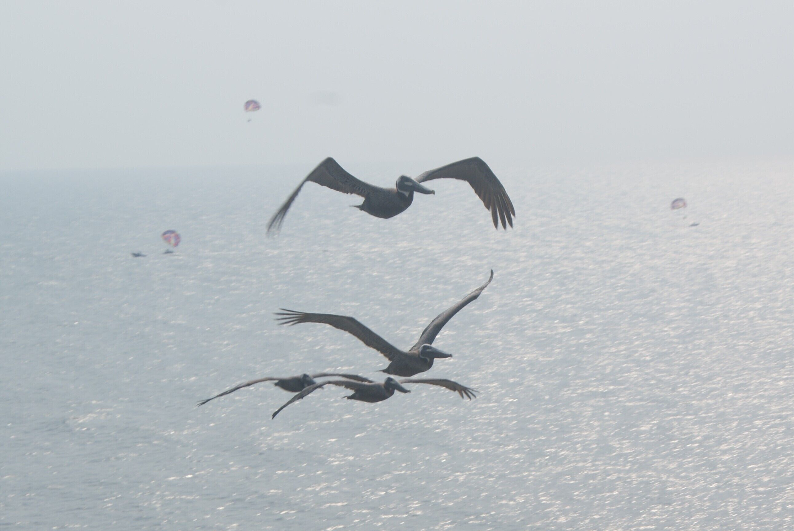 Three birds flying over a body of water.