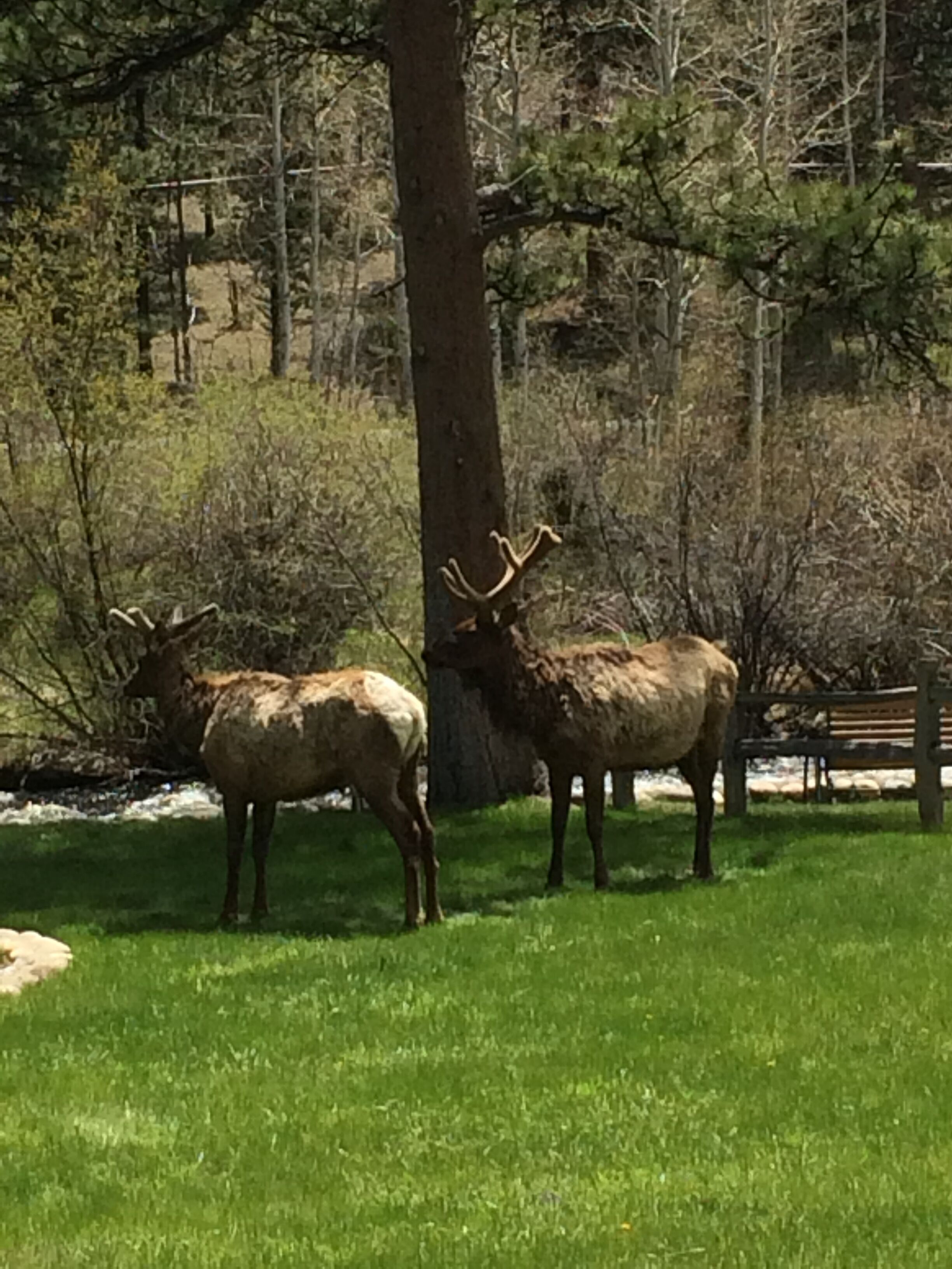 Two elk standing in a grassy area with trees and a wooden fence in the background.