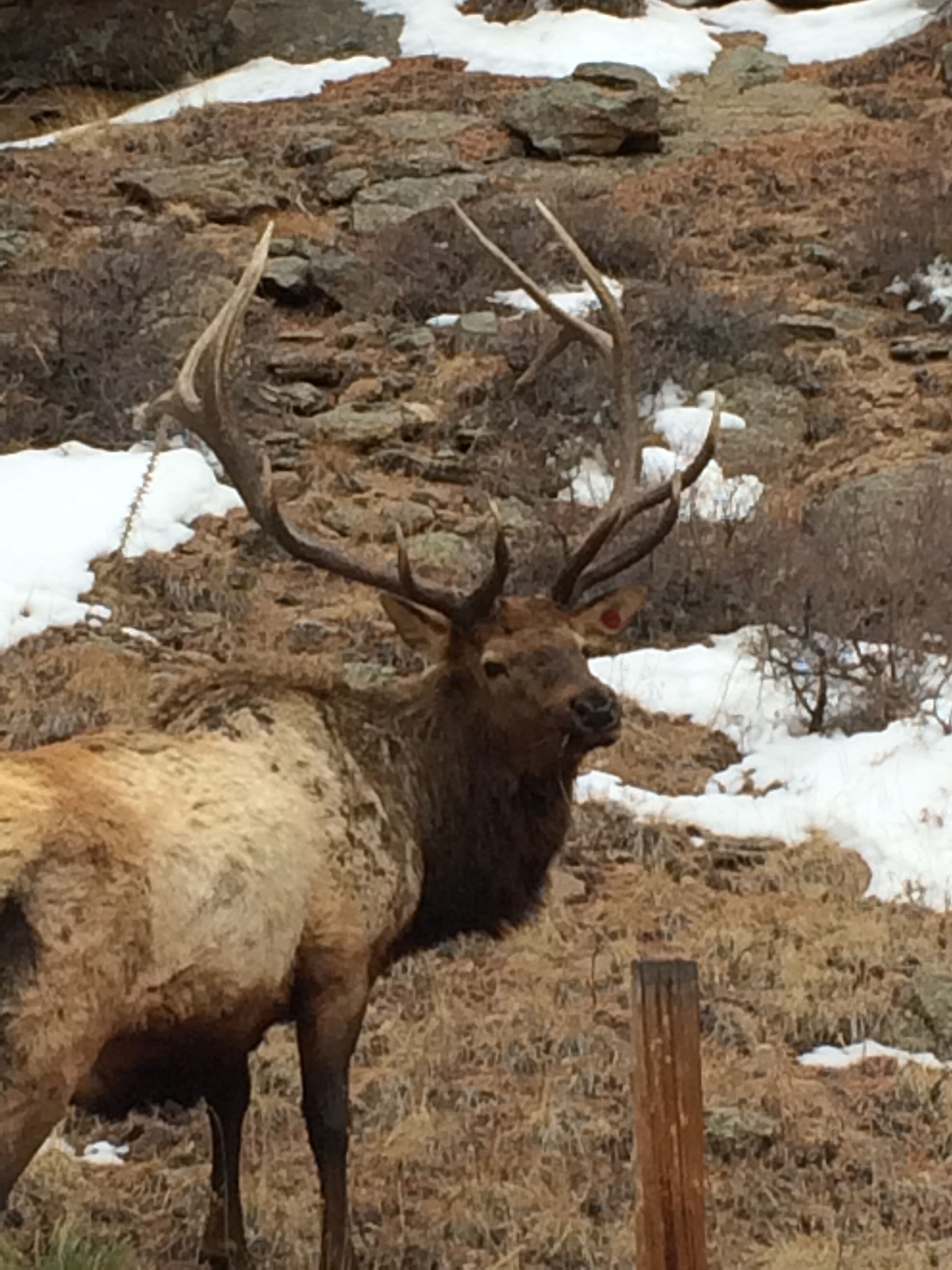 A large elk with prominent antlers standing in a rocky, snowy landscape.
