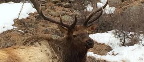 A large elk with prominent antlers standing in a rocky, snowy landscape.