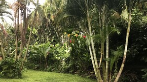 A lush garden with various tropical plants and a grassy area. - Secluded cottage on Tropical flower farm (Hana)