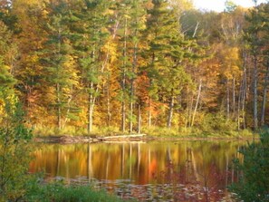 Une zone boisée avec un lac paisible où se reflètent les arbres.