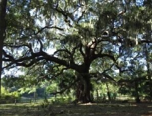 1 bedroom, in-room safe, iron/ironing board, free WiFi - oceanfront, 2nd floor corner condo well stocked & super clean (Hilton Head Island)
