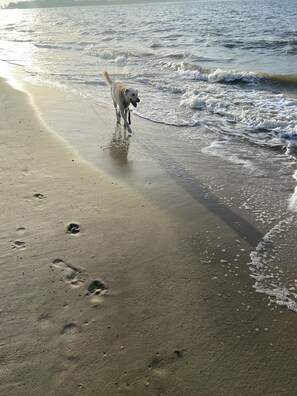 A dog walking on a sandy beach with footprints and waves.