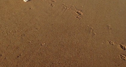 Se aceptan mascotas acogedora cabaña. ¡A solo 1 milla de la playa!