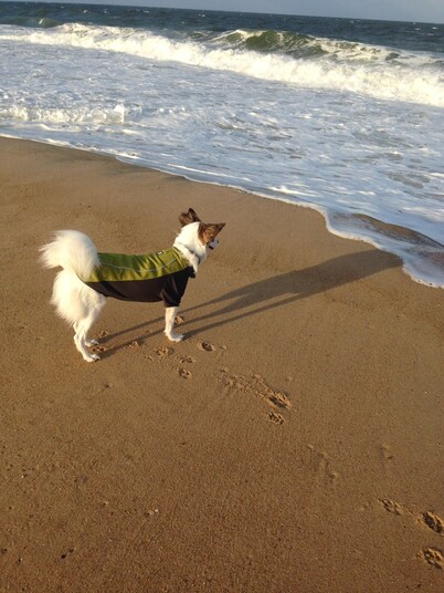 Pet friendly cozy cottage. Walk or Bike 1 mile to the beach!