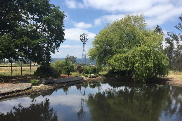 Windmill by the pond