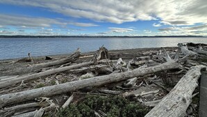 A beach with driftwood and a view of the water and distant shoreline.