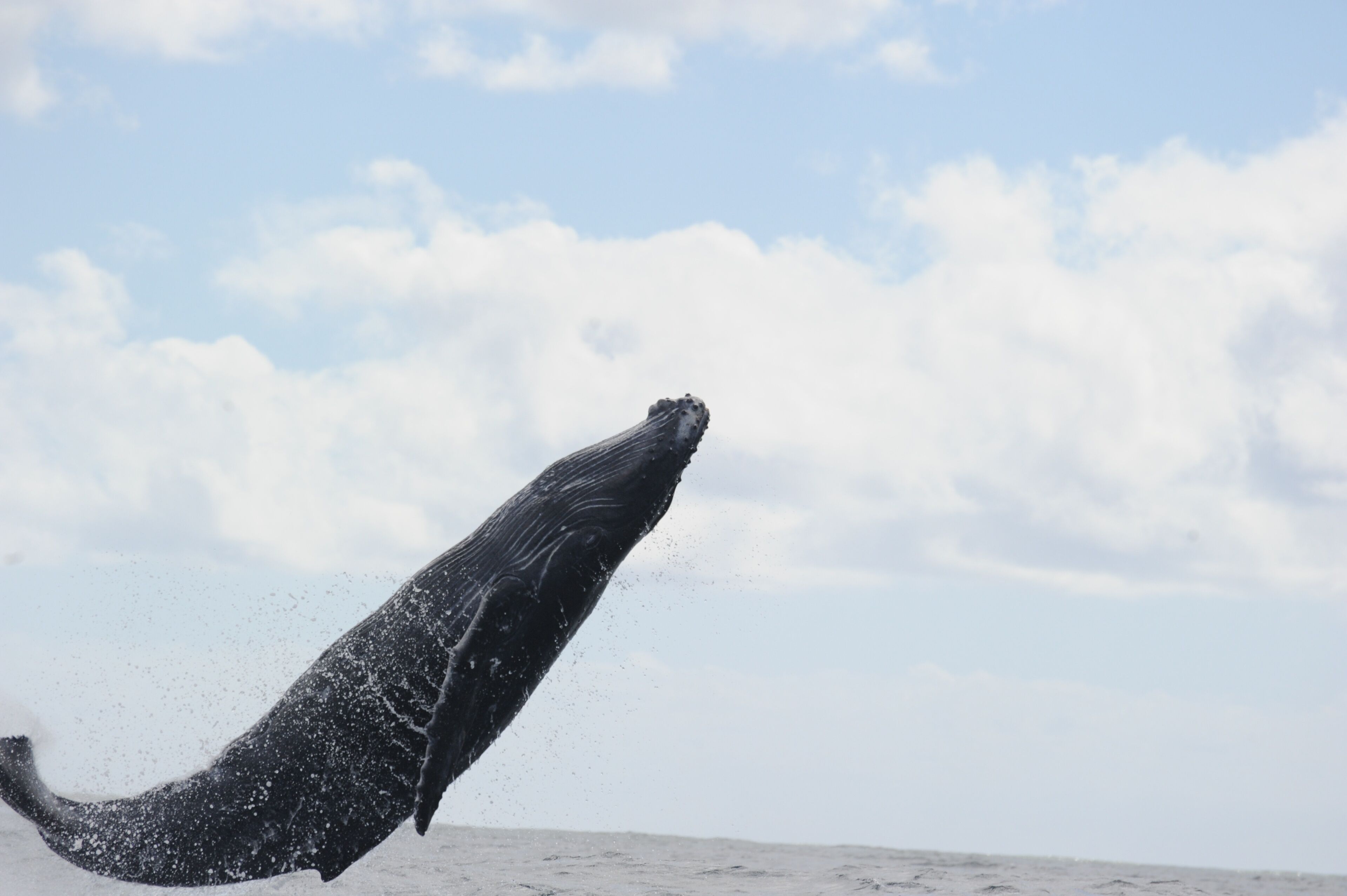 Kauai Oceanfront, Poipu 'Jewel on the Sea', AC, swimmable beaches, Kuhio Shores - Photo 17